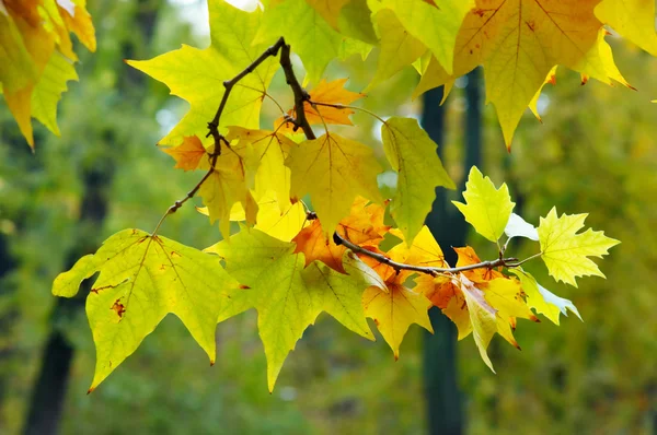 Multicolored autumn — Stock Photo, Image