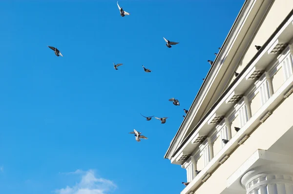 비행 비둘기 — 스톡 사진