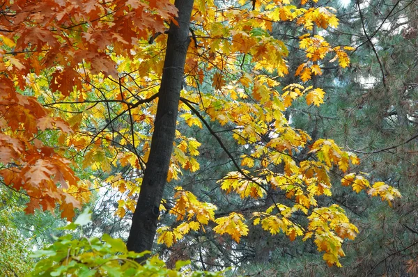 Multicolored autumn — Stock Photo, Image