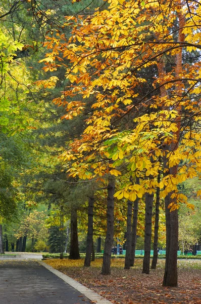 Autumn avenue in park — Stock Photo, Image