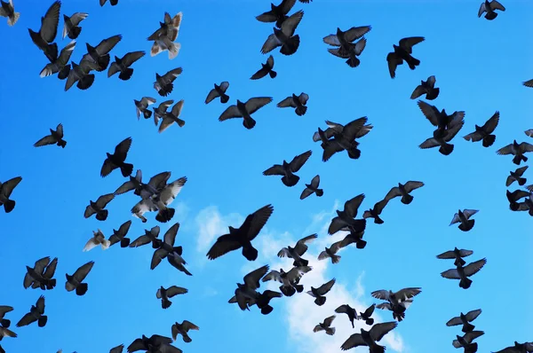 Pombos voadores — Fotografia de Stock