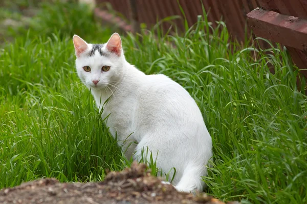 Branco gato vadio na grama — Fotografia de Stock