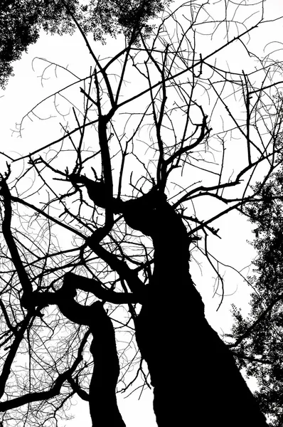 stock image Dead tree silhouete