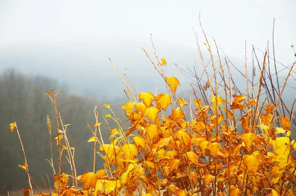 Folhas amarelas brilhantes — Fotografia de Stock