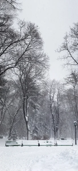 Tempesta di neve nel parco — Foto Stock