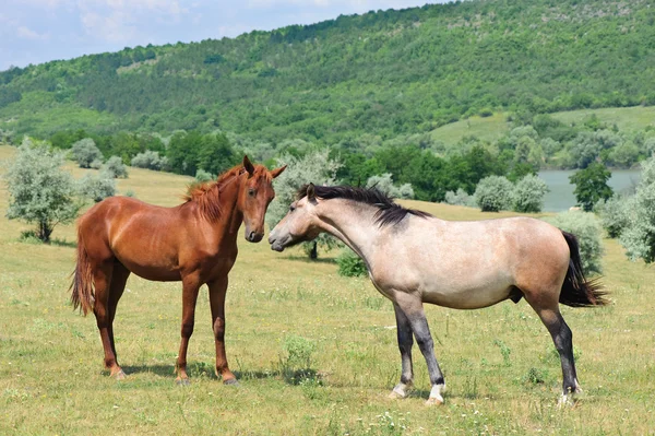 Zwei freundliche Pferde — Stockfoto
