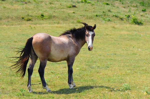 Yksinäinen hevonen — kuvapankkivalokuva