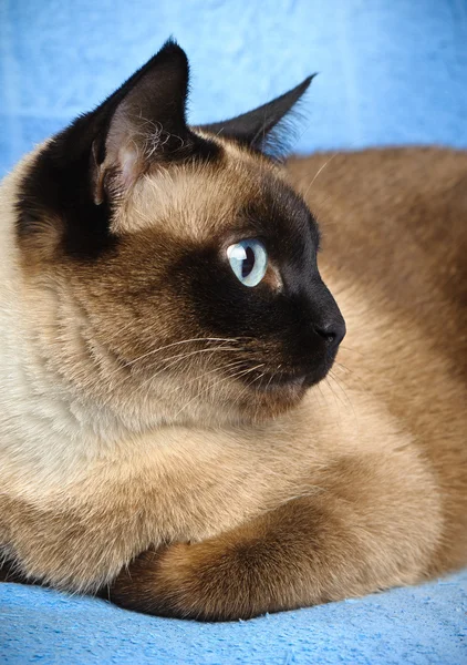 Siamês gato closeup — Fotografia de Stock
