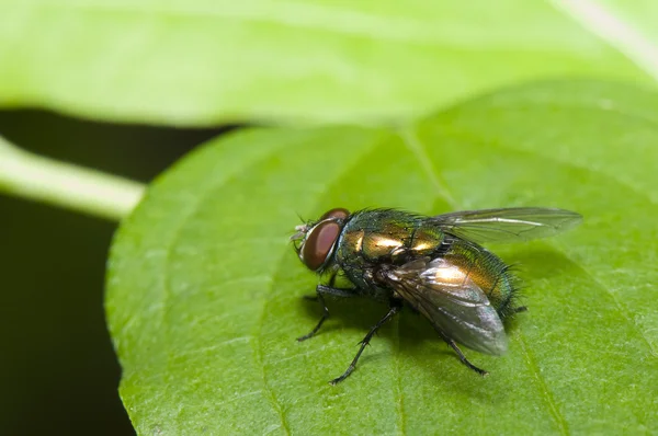 Πράσινη μύγα μακροεντολή — Φωτογραφία Αρχείου