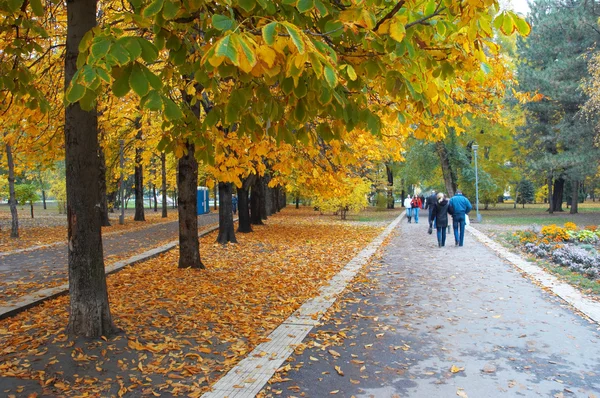 Autumn park avenue — Stock Photo, Image