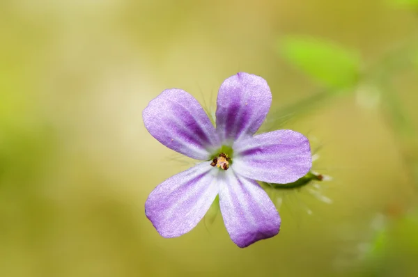 Small pink flower macro — Stock Photo, Image