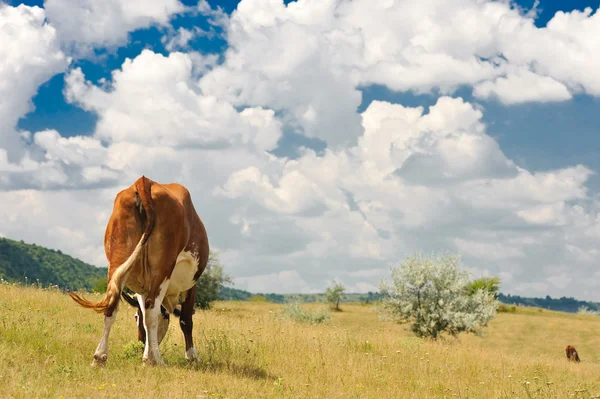 牛の背面図 — ストック写真