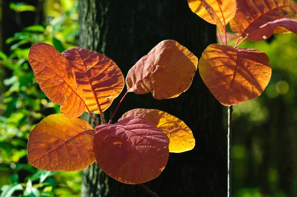 Яркие осенние листья — стоковое фото