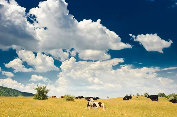 Cows at meadow — Stock Photo, Image