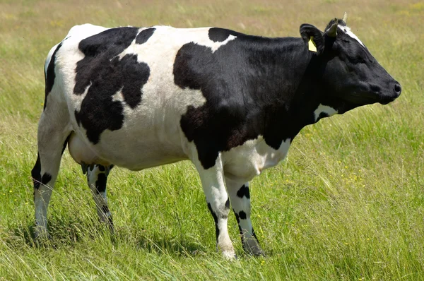 stock image Black and white cow grazing