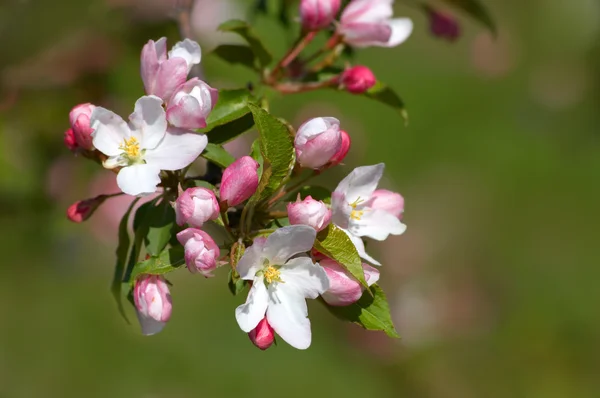 Pinkish-white apple blossoms — Stock Photo, Image
