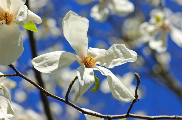 Magnolia blossoms — Stock Photo, Image