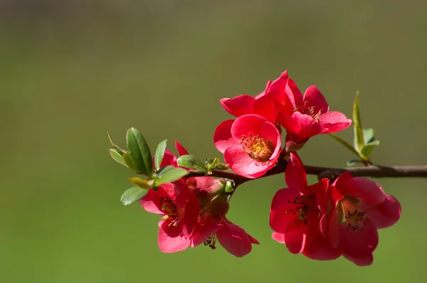 Kwiaty Pigwa — Zdjęcie stockowe