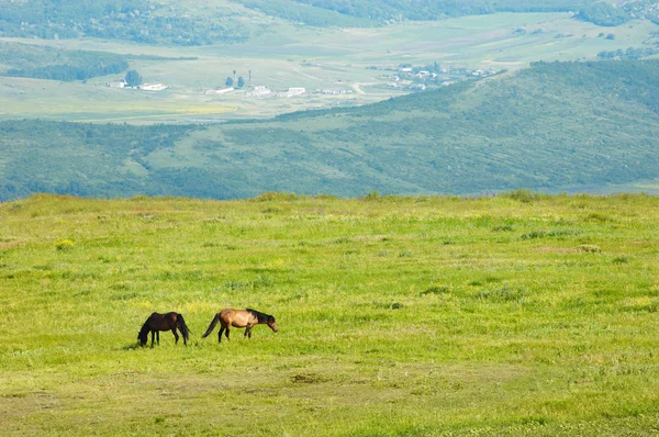 Paar Pferde auf der Weide — Stockfoto