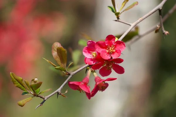 stock image Quince blossoms