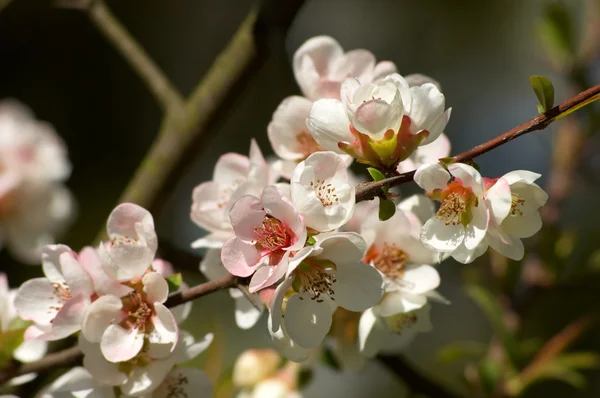 Pinkish-white almond blossoms — Stock Photo, Image