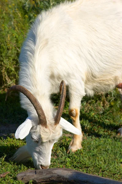 White goat grazing — Stock Photo, Image