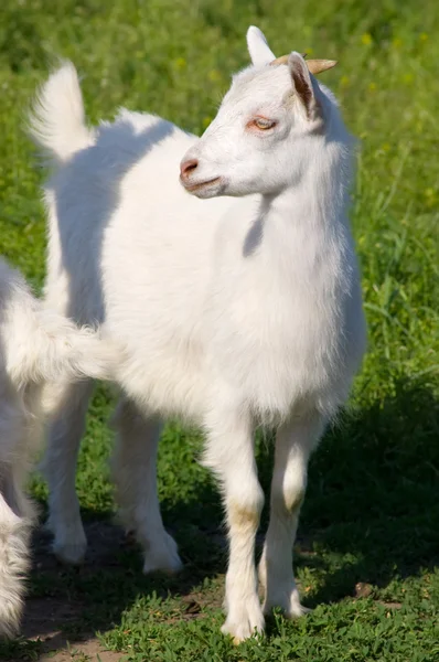 Little young white goat — Stock Photo, Image