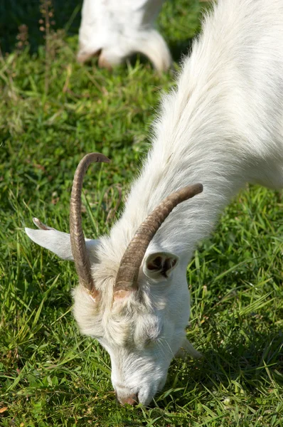 Pascolo di capra bianca — Foto Stock
