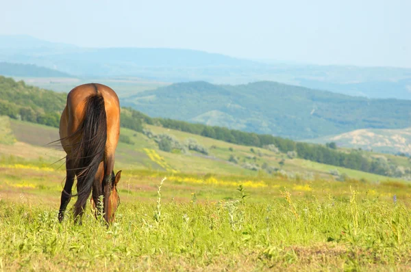 Yalnız at otlatma — Stok fotoğraf