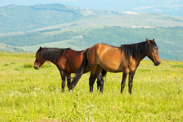 Pareja de caballos pastando —  Fotos de Stock
