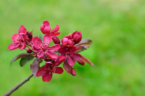 부르고뉴 crabapple 꽃 — 스톡 사진
