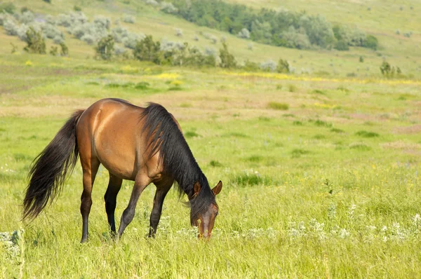 Cavalo solitário a pastar — Fotografia de Stock