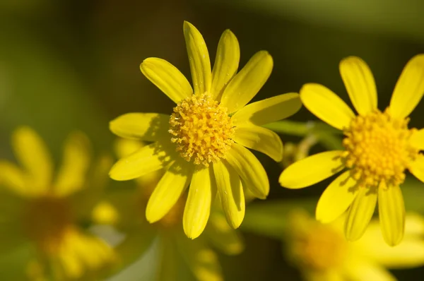 stock image Close-up of yellow flower