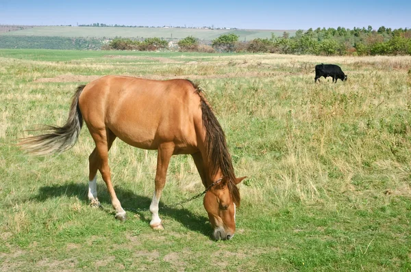 Grazing caballo y toro —  Fotos de Stock