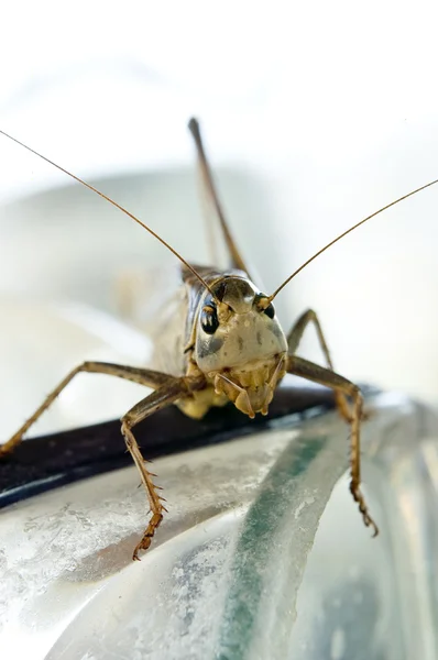 메뚜기 직면 카메라 — 스톡 사진