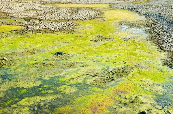 烂干燥的沼泽 — 图库照片
