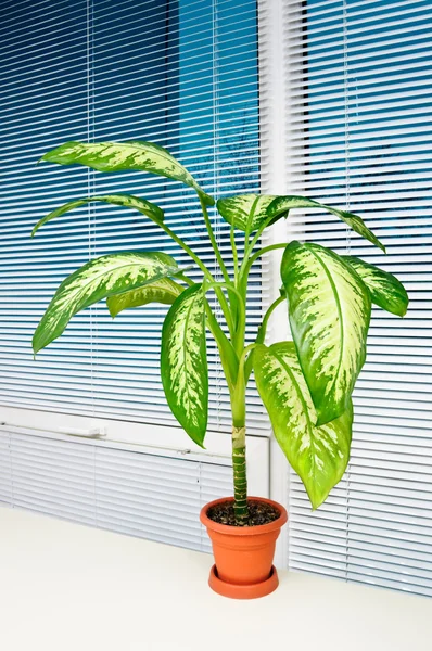 Planta em vaso no escritório — Fotografia de Stock