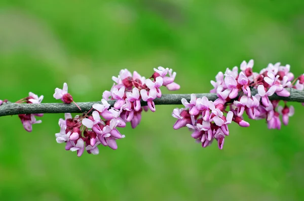 stock image Lilac flowers