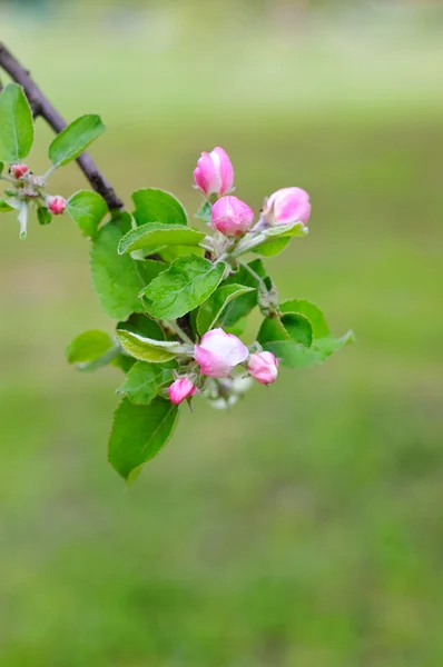 Apple blooming — Stock Photo, Image