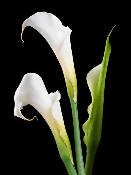 stock image Callas