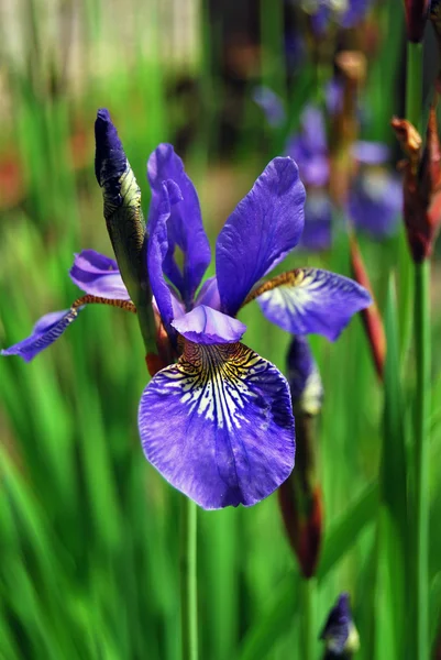 Iris fleur — Photo