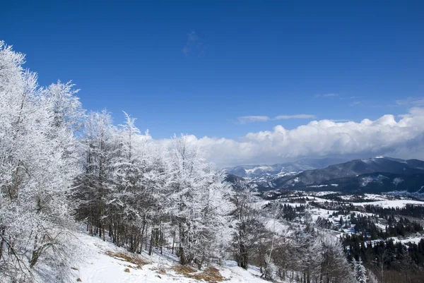 山の中の冬 ロイヤリティフリーのストック写真