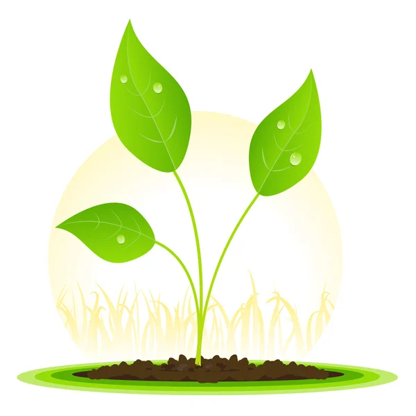 Plant Seed Growth — Stock Vector