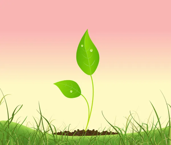 Lente plant groeit in een tuin — Stockvector