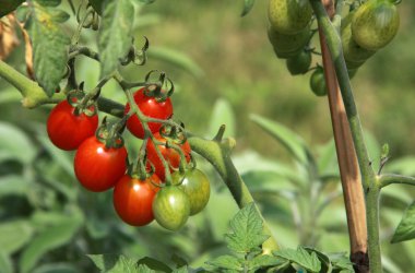 Small red and green cherry tomatoes clipart