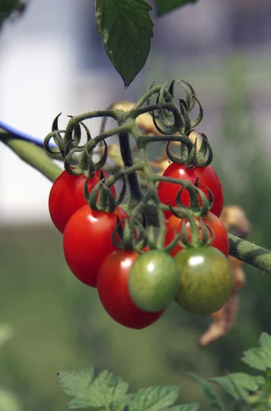 Pequenos tomates cereja — Fotografia de Stock