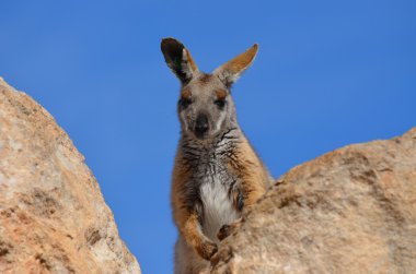 Rock wallaby