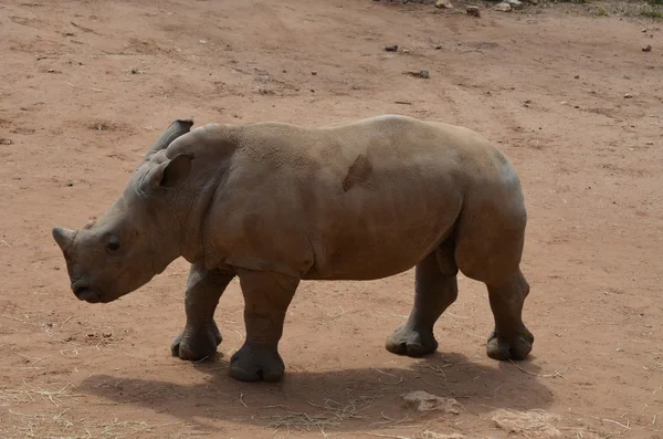 Rinoceronte joven —  Fotos de Stock