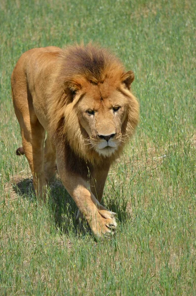The Lion — Stock Photo, Image