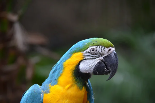 Macaws — Stockfoto